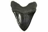 Fossil Megalodon Tooth - Massive River Meg #340272-1